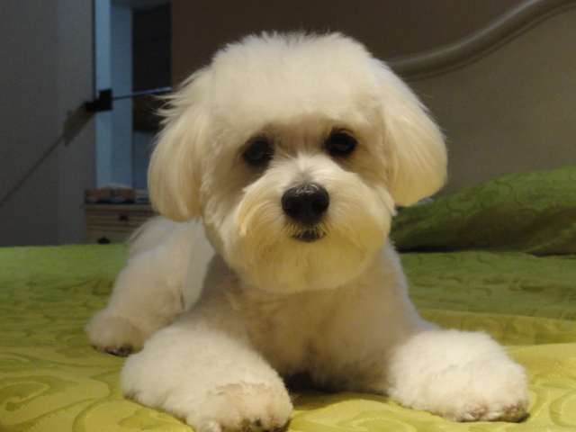 Bichón Maltés